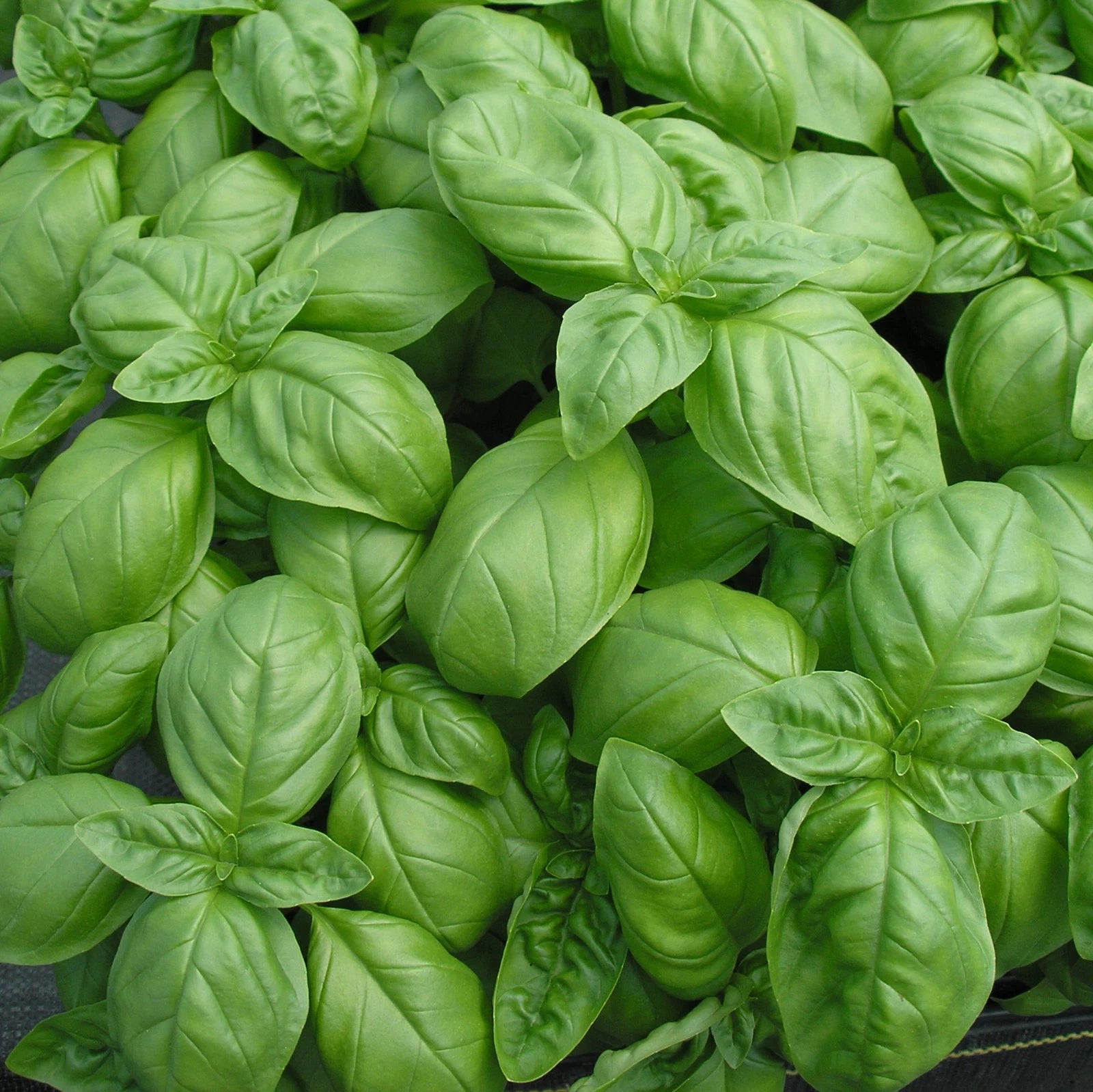 Genovese Basil Seeds – Garden Herb Seeds for Planting