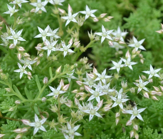 Sedum Oktoberfest Stonecrop Sedum Acre – Perennial Garden Flower Seeds