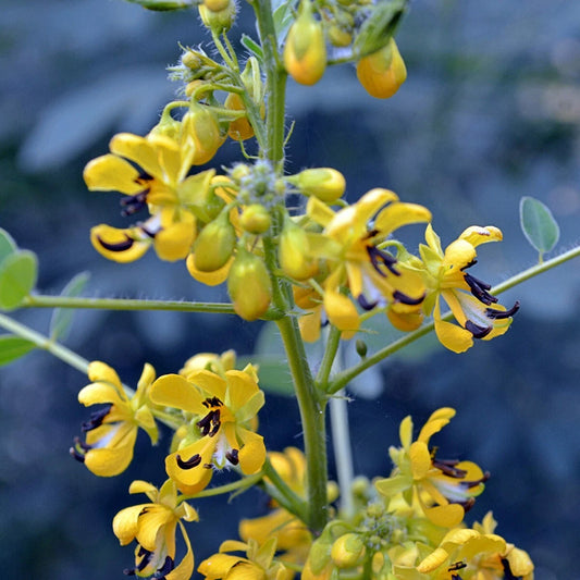 Maryland Senna – Hardy Wildflower Garden Seeds