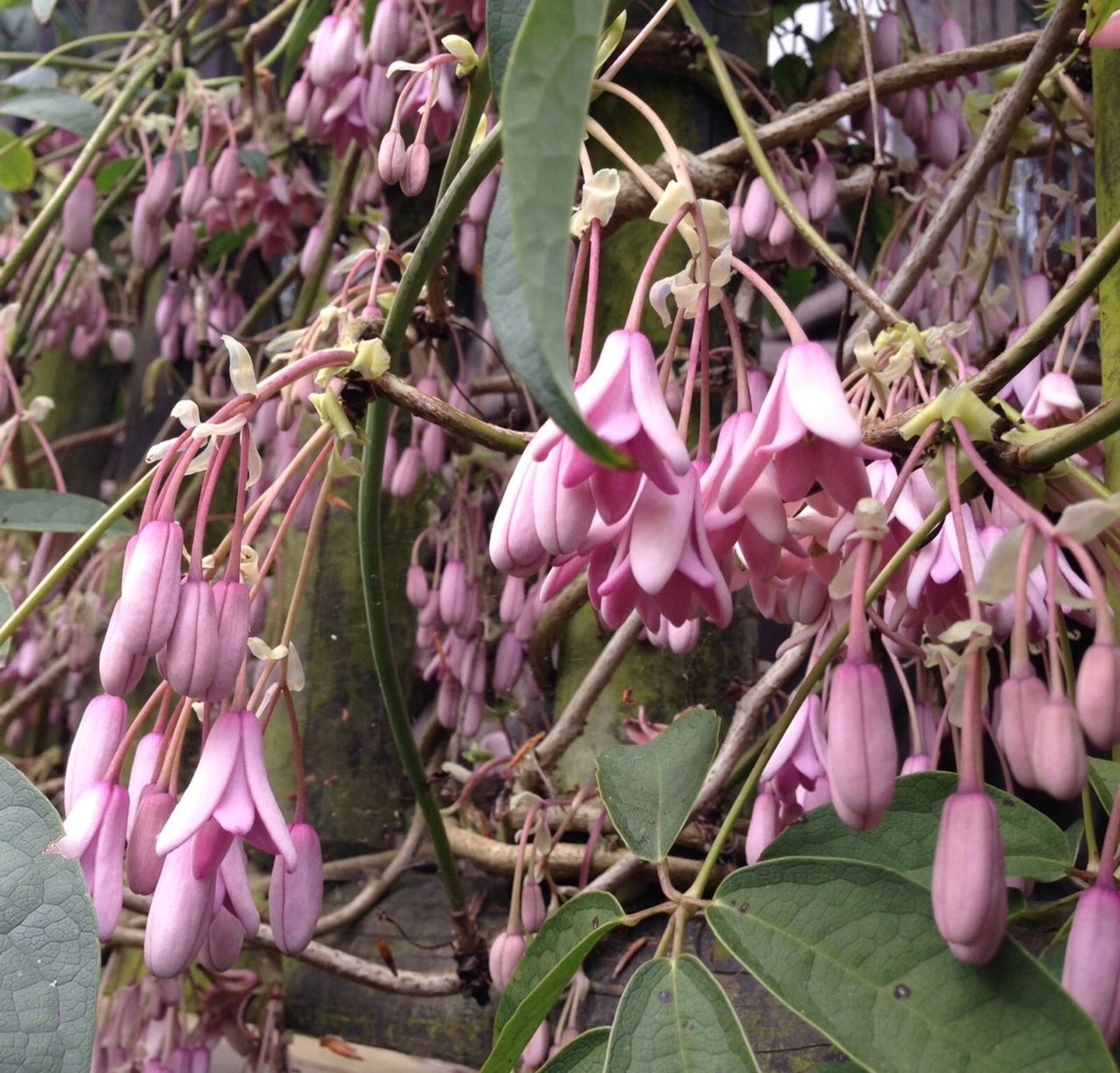 Stuantonia Latifolia – Fragrant Edible Sausage Fruit Vine Seeds