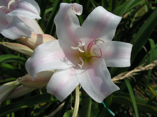 Crinum Lily Goweni – Garden Flower Seeds for Planting