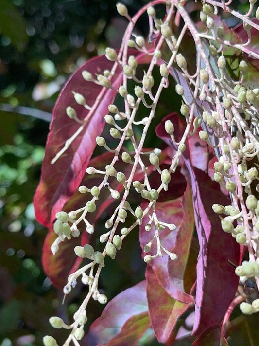 Lily of the Valley Sourwood Oxydendrum Arboreum – Ornamental Tree Seeds