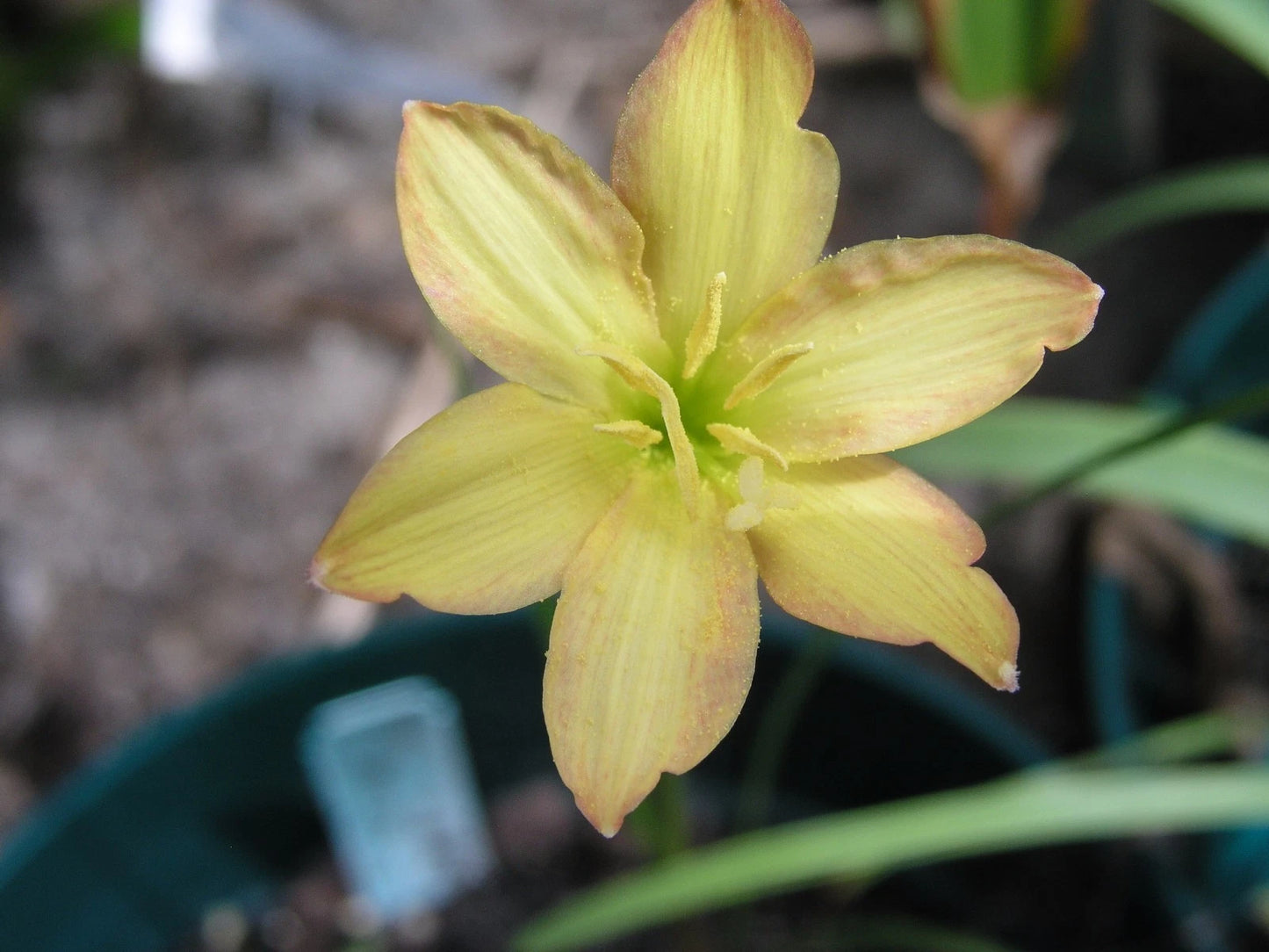 Zephyranthes Twisted Sisters – Pink Rain Lily Bulb Seeds