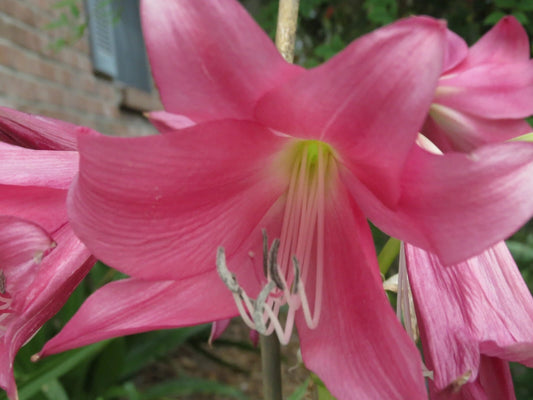 Crinum Lily Brazil – Garden Flower Seeds
