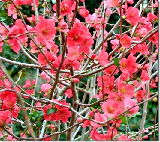 Phyllis Moore Flowering Quince Chaenomeles Speciosa Ornamental Shrub Seeds