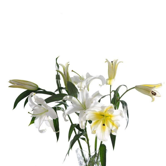 Lily Flower Perennial Bonsai and Garden Flower Seeds