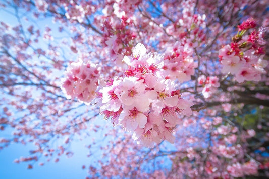 Pink Cherry Blossom Sakura – Ornamental Flower Tree Seeds