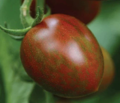 Chocolate Sprinkles Tomato – Cherry Vegetable Garden Seeds