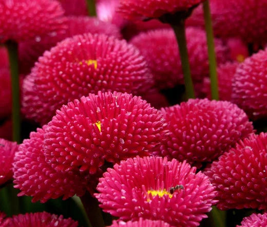 English Daisy Red Bellis Perennis Super Enorma – Colorful Garden Flower Seeds
