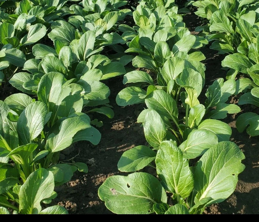Yu Choy Sum Fast Growing Leafy Vegetable Seeds