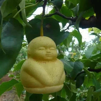 Chinese Climbing Ginseng – Clumping Fruit Seeds