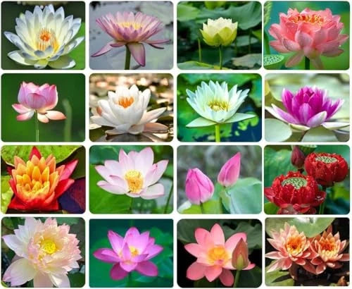 Bowl Lotus Aquatic Bonsai Flower Seeds for Water Gardens
