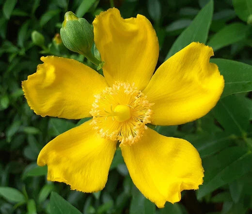 St. John’s Wort Trailing Hypericum Hardy Flowering Ground Cover Seeds