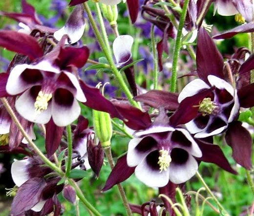 Columbine William Guinness Aquilegia Vulgaris – Colorful Garden Flower Seeds