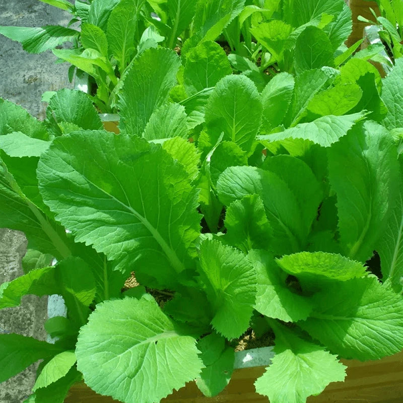 Asian Mustard Green Brassica Hardy Vegetable Garden Seeds