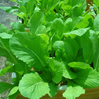 Asian Mustard Green Brassica Hardy Vegetable Garden Seeds