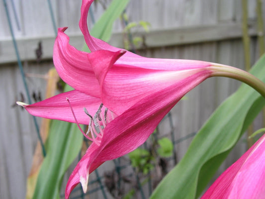 Crinum Lily Burgundy Medium-size Bulb - Flower Seeds