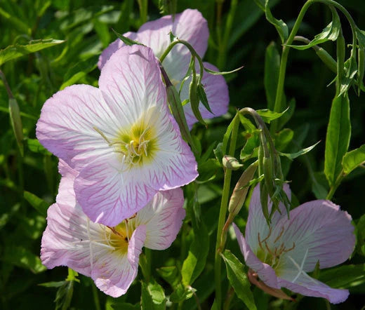 Evening Primrose Oenothera Speciosa – Colorful Garden Flower Seeds
