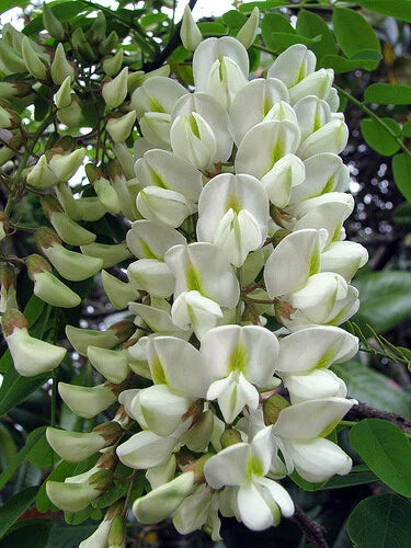 Robinia Pseudoacacia Fragrant Hardy Black Locust Tree Seeds