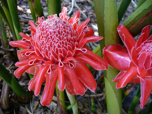 Etlingera Elatior – Pink Torch Ginger Tropical Flower Seeds