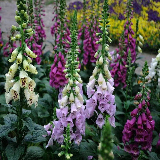 Foxglove Digitalis – Colorful Garden Flower Seeds