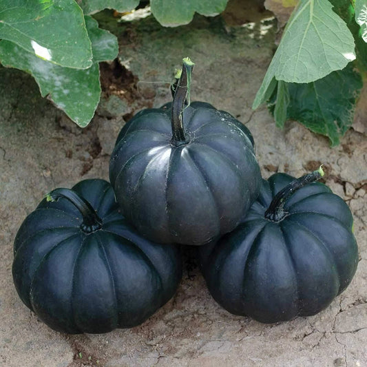 Black Pumpkin To Grow Stunning Black Kat Pumpkins – Vegetable Seeds – Product Image