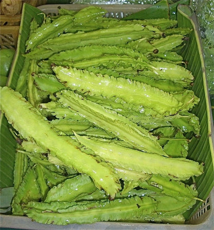 Winged Bean Psophocarpus Tetragonolobus Nitrogen Fixing Vegetable Seeds
