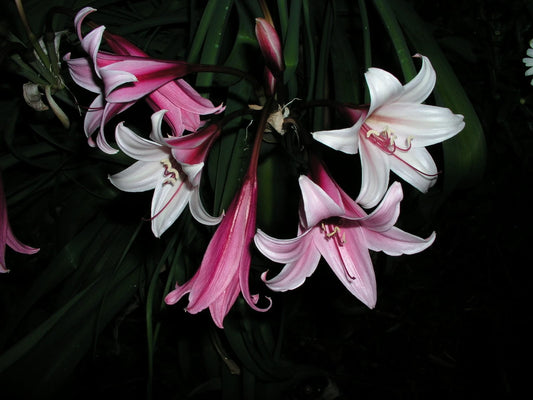 Crinum Lily Bulbispermum Chessmaster Small-size Bulb - Flower Seeds
