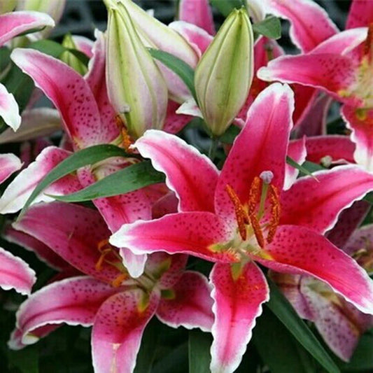 Beautiful Lily Oriental Mix Color Seeds Pack - Colorful Flower Seeds