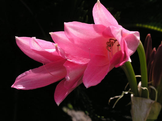 Crinum Lily Pink Trumpet Medium-size Bulb New - Flower Seeds