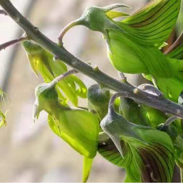 Regal Birdflower Seeds – Garden Flower Seeds for Planting