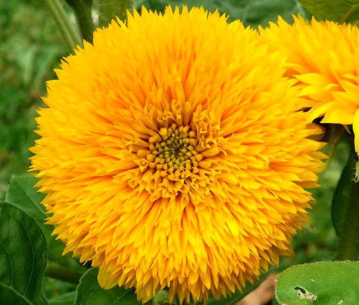 Sunflower Teddy Bear Helianthus Annuus – Hardy Garden Flower Seeds