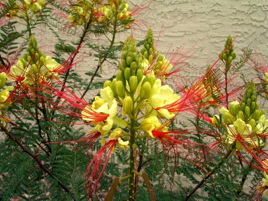 Caesalpinia Gilliesii Yellow Bird of Paradise Shrub Seeds