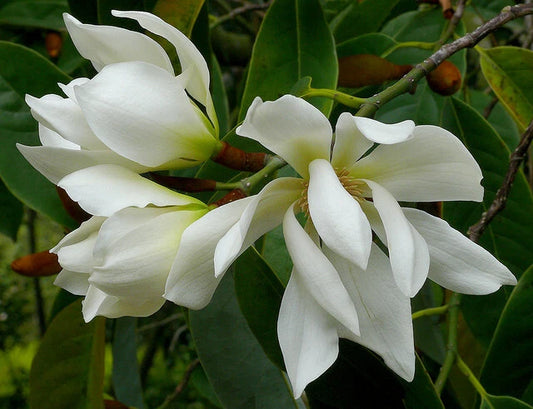 Michelia Excelsa Tree The Temple Magnolia Doltsopa Seeds Very Fragrant Flower Seeds for Home and Garden