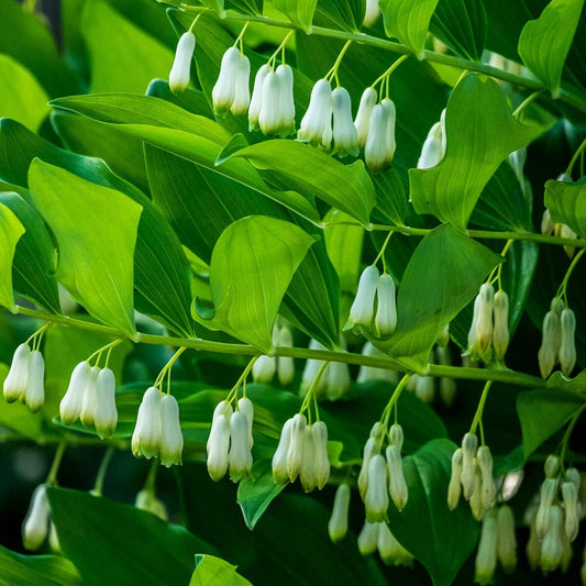 Solomon’s Seal Polygonatum – Hardy Wildflower Garden Seeds