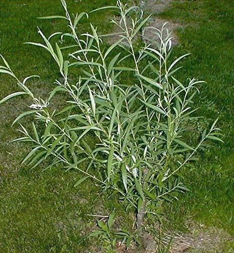 Hybrid Willow Austree Privacy Salix Tree Cutting Fast W Instructions Start