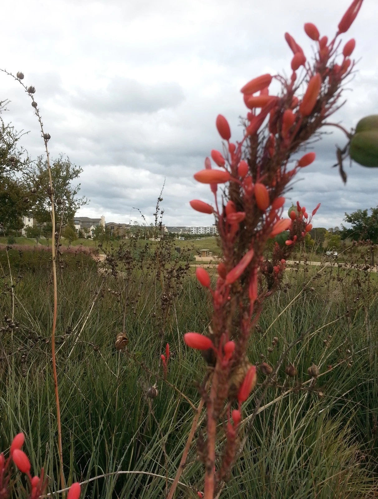 Texas Red Yucca Hesperaloe Parviflora – Perennial Flower Seeds