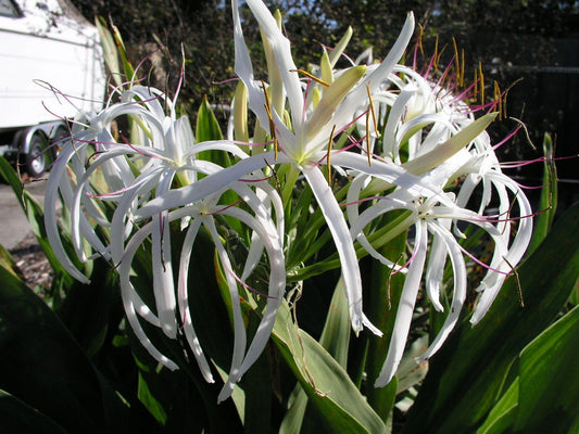 Crinum Lily Asiaticum – Garden Flower Seeds for Planting