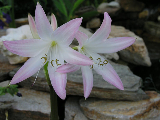 Crinum Lily Summer Nocturne Medium-size Bulb - Flower Seeds