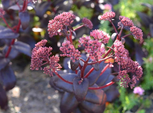 Purple Emperor Sedum Perennial Flower Seeds