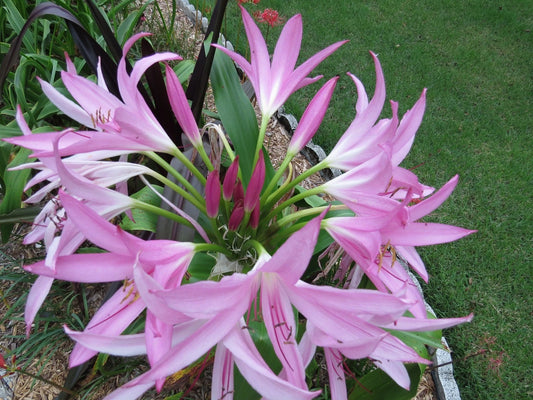 Crinum Lily Captivating Small-size Bulb New Stunning Extremely -
