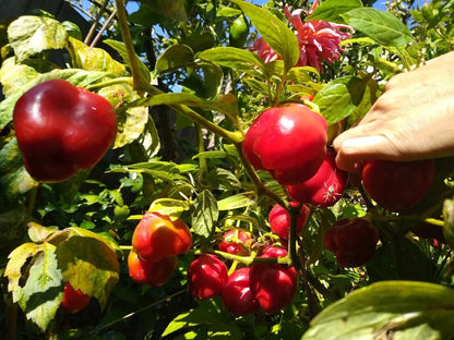 Red Manzano Pepper – Garden Vegetable Seeds