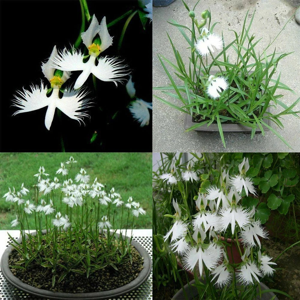 White Egret Orchid – Garden Flower Seeds for Planting