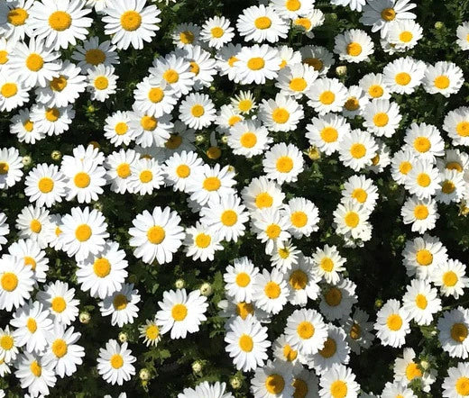 Creeping Daisy Chrysanthemum Paludosum – Hardy Garden Flower Seeds