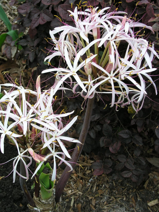 Crinum Lily Ligulatum Species Medium-size Bulb New Very Unusual -