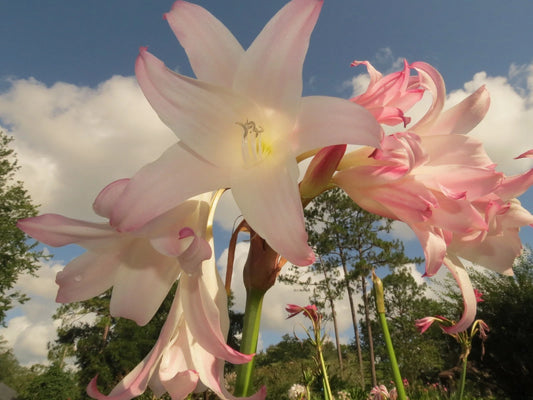 Crinum Lily Pat-a-cake Large Blooming-size Bulb New - Flower Seeds