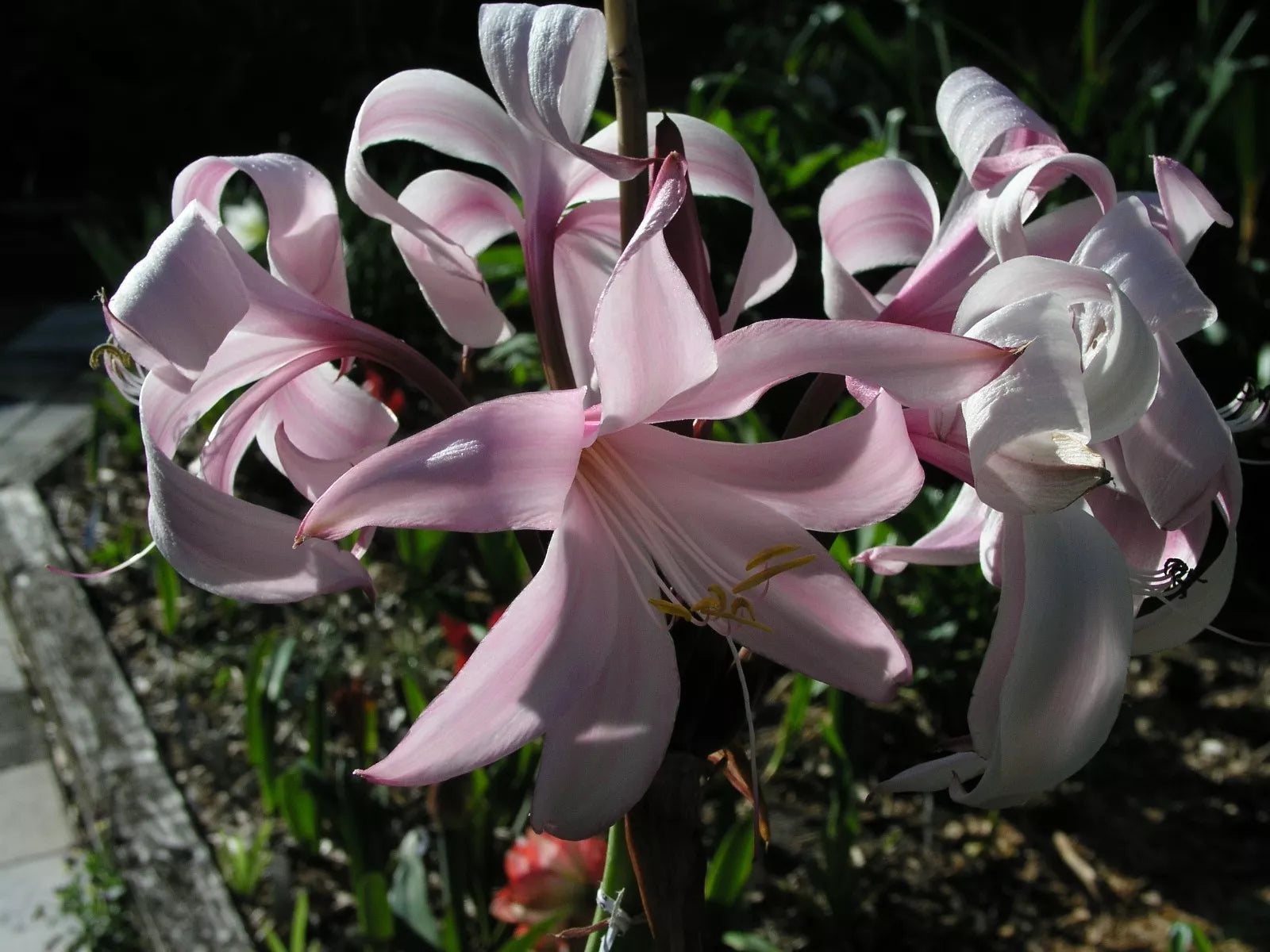 Crinum Lily Peachblow – Fragrant Fruit Seeds for Planting