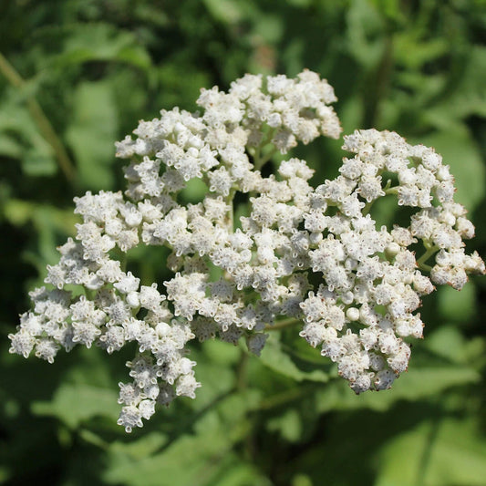 Wild Quinine Parthenium Integrifolium – Colorful Wildflower Garden Seeds