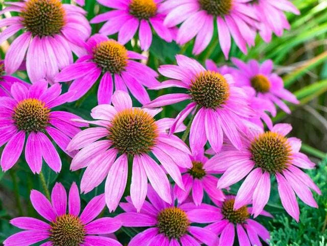 Purple Coneflower Echinacea Butterfly Attracting Garden Flower Seeds