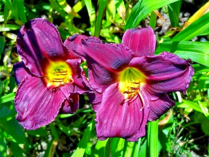 Grape Velvet Daylily Hemerocallis Grape Velvet – Perennial Garden Flower Seeds